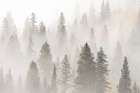 USA-Colorado-San Juan Mountains Sunrise fog in forest Art Print